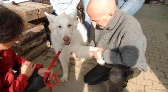 Hundeosteopathie